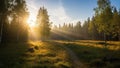 Sunlight filters through a serene forest, illuminating a path Royalty Free Stock Photo
