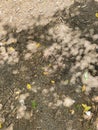 Nature's canvas with shadows and fallen leaves on a forest floor during midday Royalty Free Stock Photo