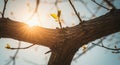 Sunlight filters through a tree\'s branches, highlighting young green leaves. The bark is Royalty Free Stock Photo