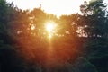 Sunlight filters through the trees on a quiet summer evening. Native bush, New Zealand Royalty Free Stock Photo