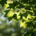 Sunlight filters through the vibrant green leaves of a maple tree (Acer spp.). The leaves, Royalty Free Stock Photo