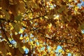 Sunlight filters through the yellows and oranges of the changing leaves in fall