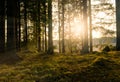 Sunlight in finnish forest during spring Royalty Free Stock Photo
