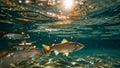 Sunlight flickers on fish scales beneath surface of shallow clear stream Royalty Free Stock Photo