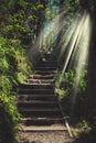 Sunlight flowing over stairway in the forest