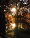 Sunlight flowing through trees and reflecting off the water