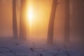 Sunlight in foggy winter forest. Vibrant sun in woodland. Fog and mist in forest. Snowy nature in sunrise Royalty Free Stock Photo