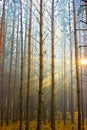 Sunlight in forest Royalty Free Stock Photo