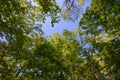 Sunlight Through Forest Canopy