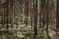 Sunlight in forest with coniferes and lots of young trees. Royalty Free Stock Photo