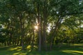 Sunlight through forest and green grass Royalty Free Stock Photo