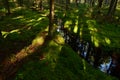 Sunlight on the forest ground cover of moss forest on the banks of the creek Royalty Free Stock Photo