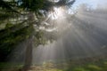 Sunlight in forest Royalty Free Stock Photo