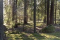 Sunlight in the forest in Sweden Royalty Free Stock Photo