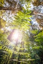 Sunlight through the forest Royalty Free Stock Photo