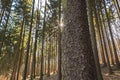 Sunlight in forest, wallpaper