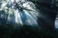Sunlight in forests Royalty Free Stock Photo