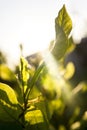 Sunlight with fresh green leaf nature Royalty Free Stock Photo