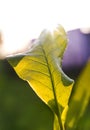 Sunlight with fresh green leaf nature Royalty Free Stock Photo