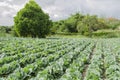 Tree In Small Cabbage Garden Royalty Free Stock Photo