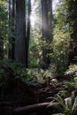 Sunlight between Giant Redwood Trees in Northern California Royalty Free Stock Photo