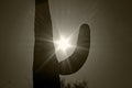 Sunlight through giant Saguaro in Saguaro National Park