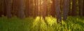 Sunlight gilds the green grass in the forest. Summer forest banner Royalty Free Stock Photo
