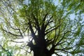 Sunlight through Ginkgo biloba tree branches. Ginkgo tree under sun light Royalty Free Stock Photo