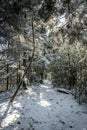 Sunlight Glistens Through Snow Topped Trees Royalty Free Stock Photo