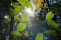 Sunlight Glowing Through Leaves in Forest