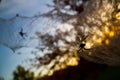 Sunlight glows through fake spider webbing and leafless trees for Halloween Royalty Free Stock Photo