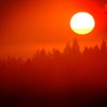 Sunlight Golden Orange in Morning Mist Fog in Pine Tree Forest Wilderness Royalty Free Stock Photo