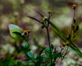 Sunlight on the Great Southern White Royalty Free Stock Photo