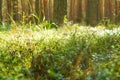 Sunlight in the green forest, summer time Royalty Free Stock Photo