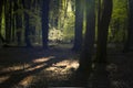 Sunlight in green beech forest in Dutch woods Royalty Free Stock Photo