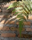 Sunlight through green fern on old red brick wall , natural background Royalty Free Stock Photo