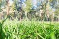 Sunlight in the green forest. Summer and spring time Royalty Free Stock Photo