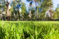 Sunlight in the green forest. Summer and spring time Royalty Free Stock Photo