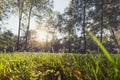 Sunlight in the green forest. Summer and spring time Royalty Free Stock Photo