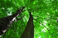 Sunlight in the green forest, summer time