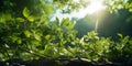 Sunlight in the green forest at summer time. Beautiful nature background Royalty Free Stock Photo