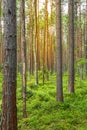 Sunlight in the green forest, summer time Royalty Free Stock Photo