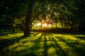 Sunlight green forest in summer time Royalty Free Stock Photo