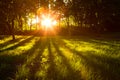 Sunlight green forest in summer time