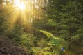 Sunlight in green forest at sunrise. Landscape of summer forest with warm sunbeams through trees Royalty Free Stock Photo