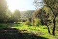 Sunlight In A Green Glade Of Etna Park, Sicily