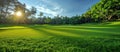 Sunlight on Green Golf Course Royalty Free Stock Photo