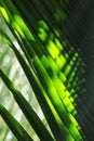 Sunlight through Green Palm Leaf Royalty Free Stock Photo