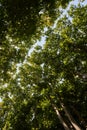 Sunlight Through Green Tree Crown - Low Angle View. Royalty Free Stock Photo