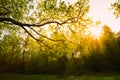 Sunlight Through Green Tree Crown - Low Angle View Royalty Free Stock Photo